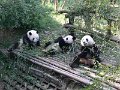 Pandas (013)